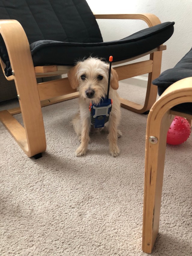 The most tolerant dog EVER!